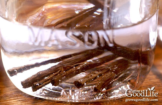 close up of vanilla beans in vodka