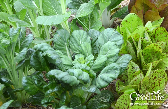 leafy greens growing in a shady garden