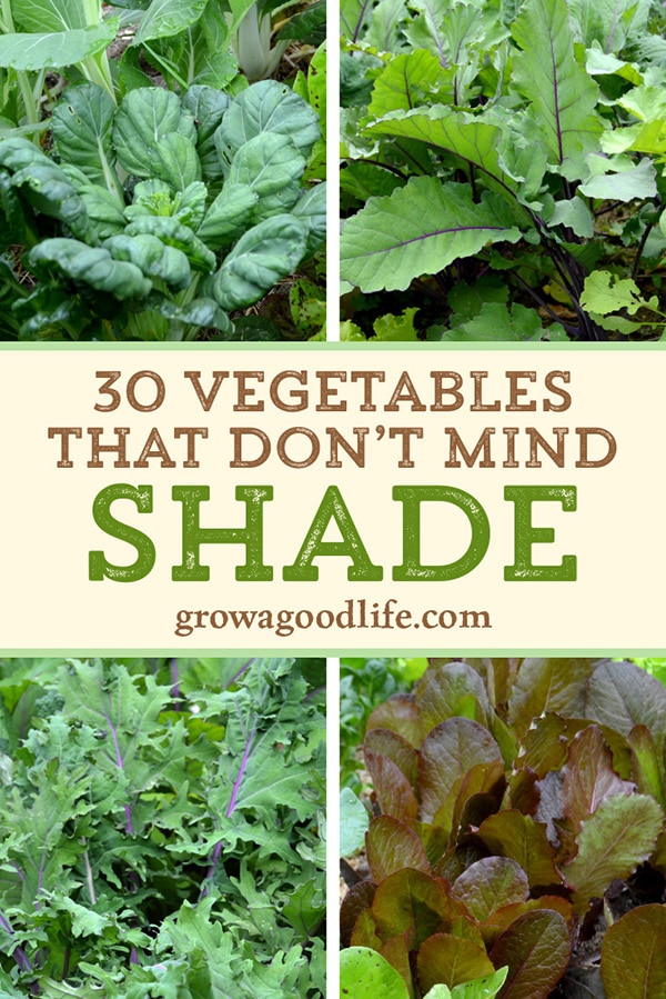 Do you have an area of your garden that is shaded part of the day? There are many vegetables that grow in shade. Some even thrive when sheltered from the intense rays from the summer sun. Read on for over 30 vegetables that will grow in partial shade.