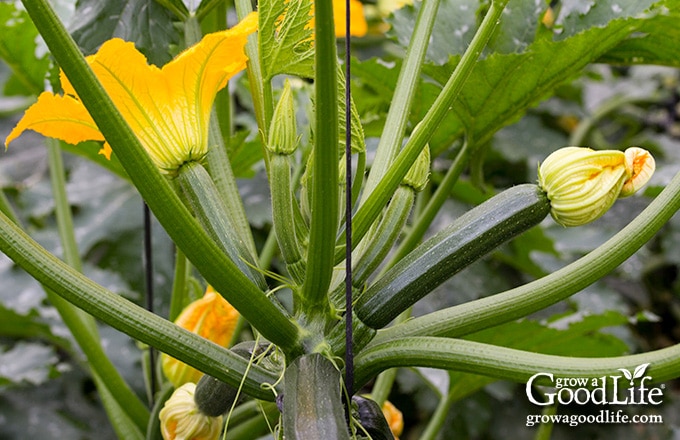 zucchini plant growing in a tomato cage