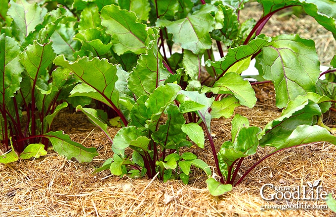 beet plants surrounded with a layer of straw mulch