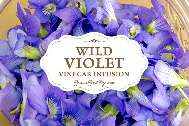 See how simple it is to infuse vinegar with a subtle violet sweetness and a purple flush of color. Wild violet infused vinegar can be used to make delicious salad dressing for spring vegetables and as a marinade for meats or grilled vegetables.