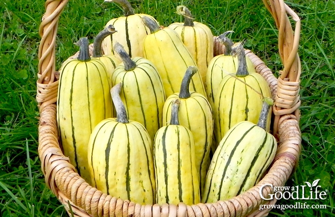 a harvest basket of delicata squash