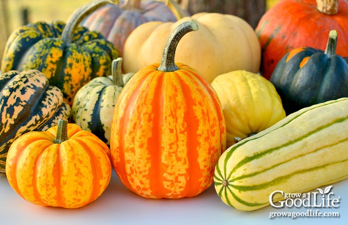 a variety of winter squash on a table