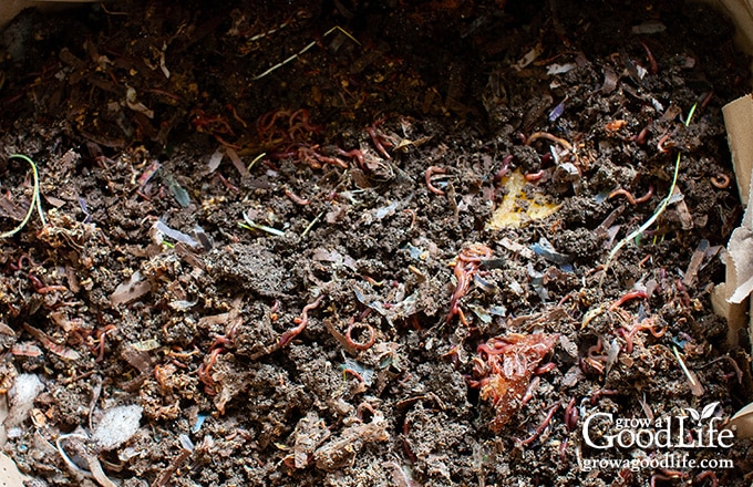 A healthy worm bin with plenty of castings ready to harvest.