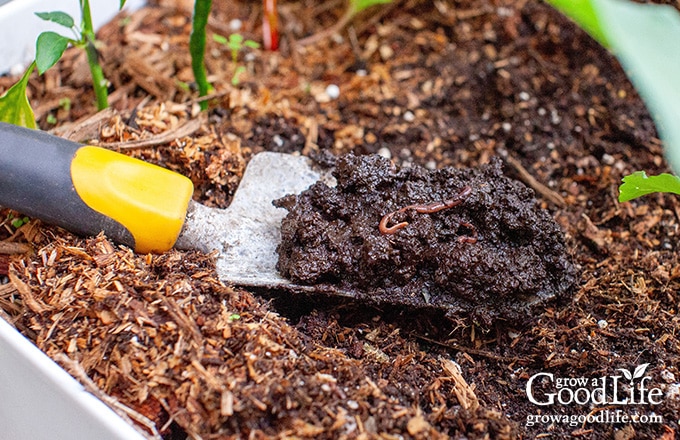 Adding heaping trowel full of rich worm castings to a pot.