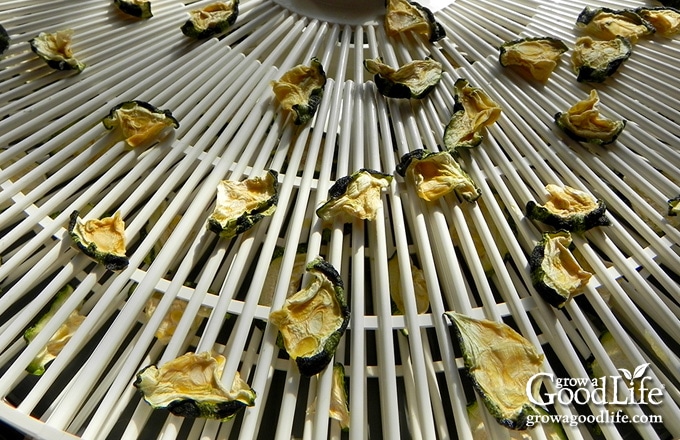 dried zucchini on dehydrator tray