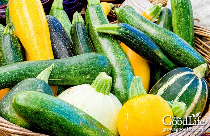 harvest basket filled with different types of zucchini