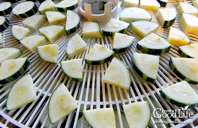 zucchini pieces on dehydrator tray